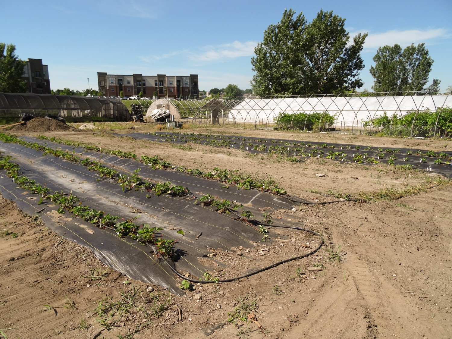 Open field area being use for strawberry production.
