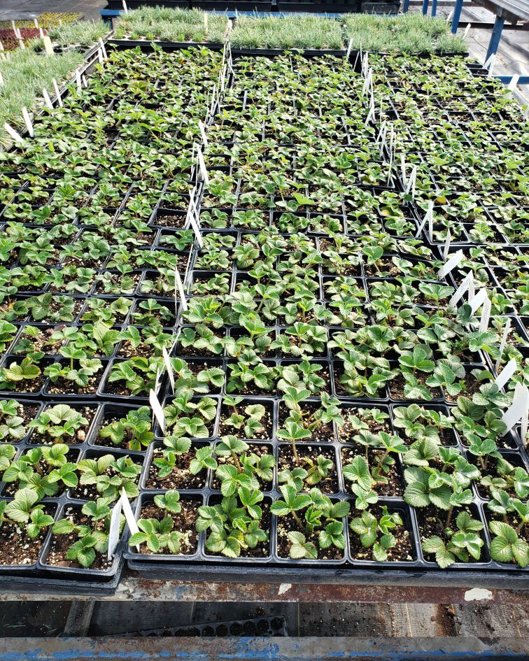 Figure 1. Rooted plantlets were returned to the greenhouse and are growing alongside of nursery perennials.