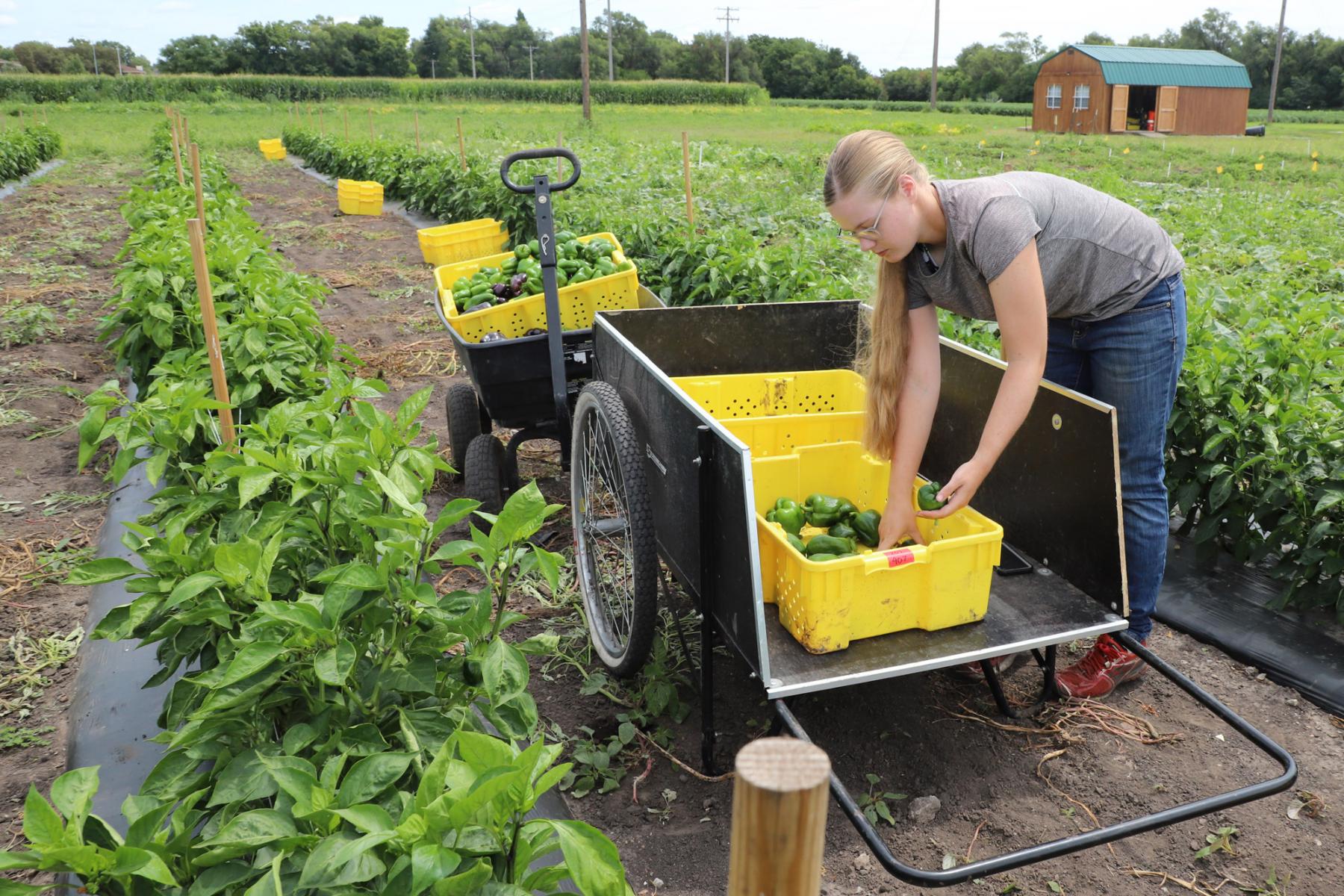 Student harvesting peppers