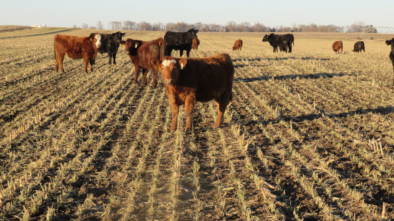 Calves grazing oat cover crop at the University of Nebraska–Lincoln’s Eastern Nebraska Research and Extension Center (ENREC) near Mead, NE.