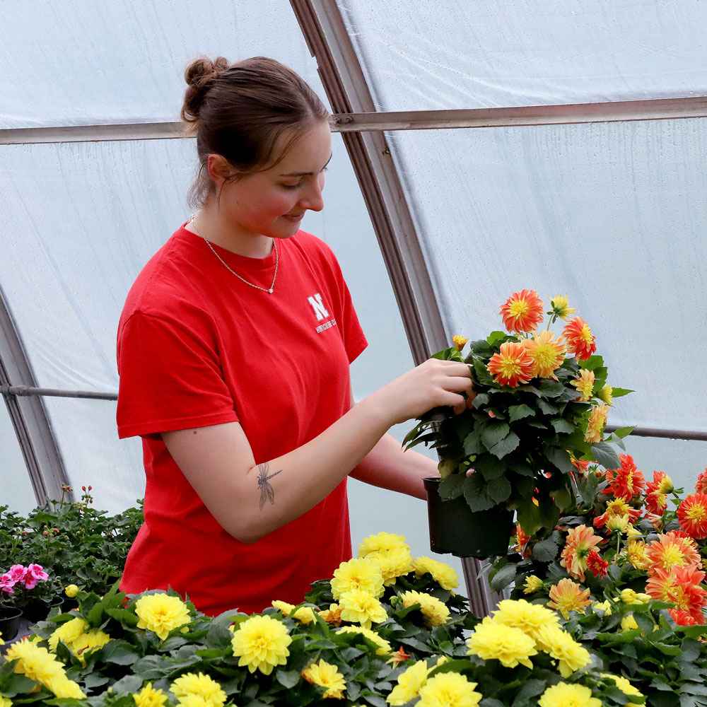 Elaina Madison, a University of Nebraska–Lincoln senior majoring in plant and landscape systems, inspects the Horticulture Club’s bedding plants in the Teaching Greenhouse West ahead of the customers’ arrival. The club hosted its annual sale on May 2 and 3 on East Campus.