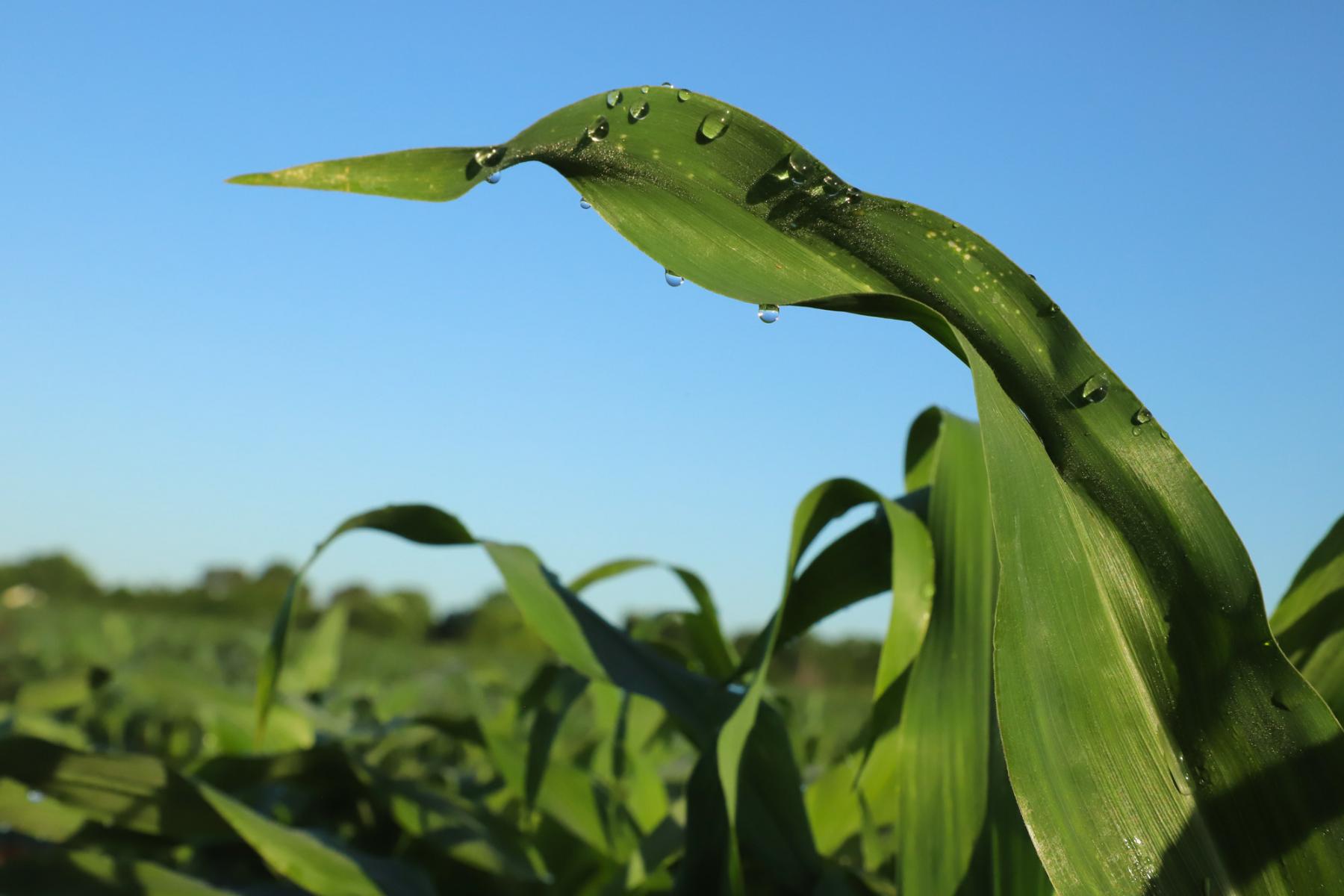 Guttation drops hang from corn leaves 