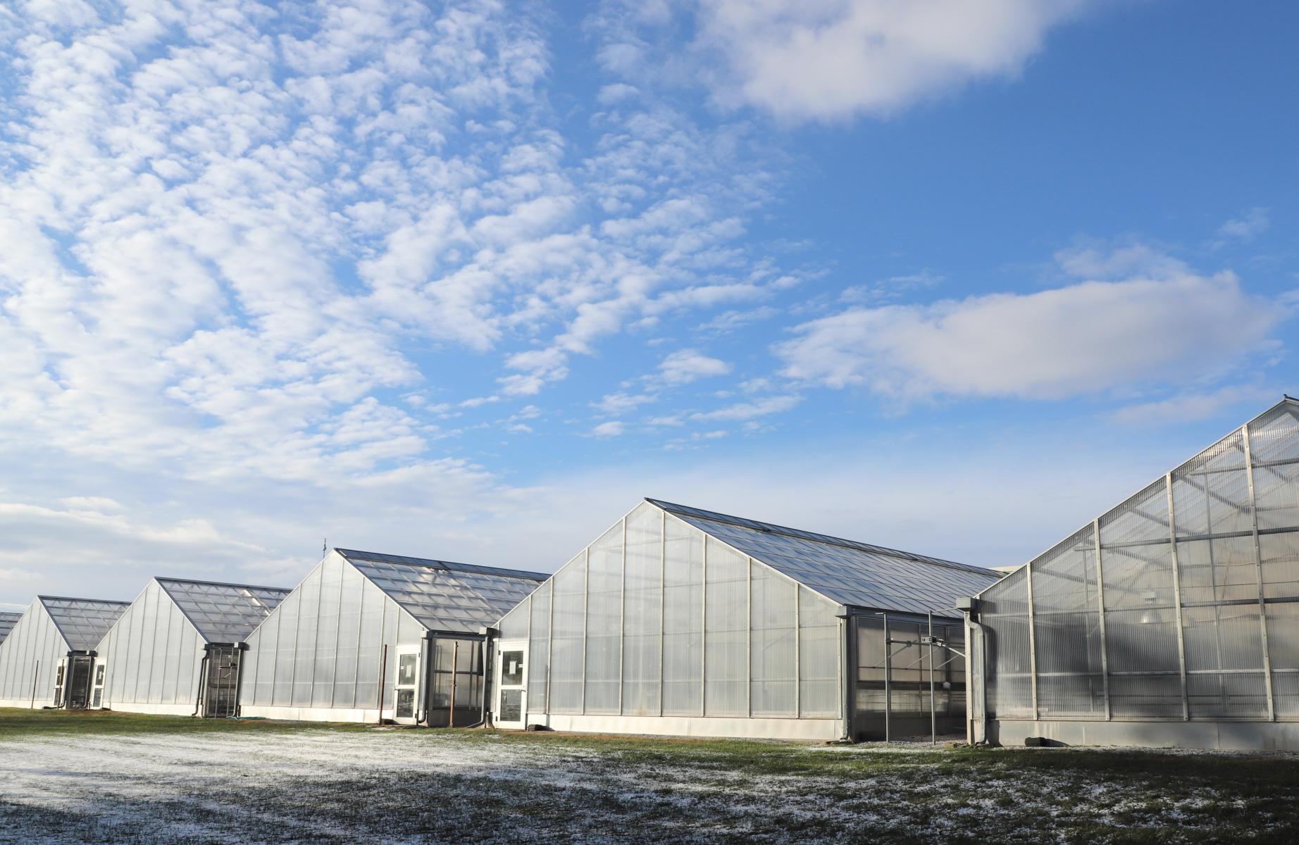 Sunny skies belie the cold temperatures on East Campus. Greenhouses keep both plants and researchers warm for ongoing research all year.