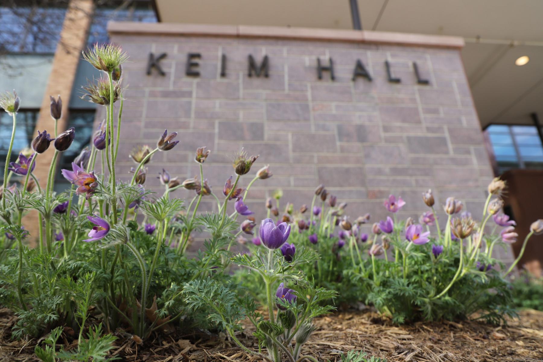 Pulsatilla patens, pasque flower in front of Keim Hall, East Campus