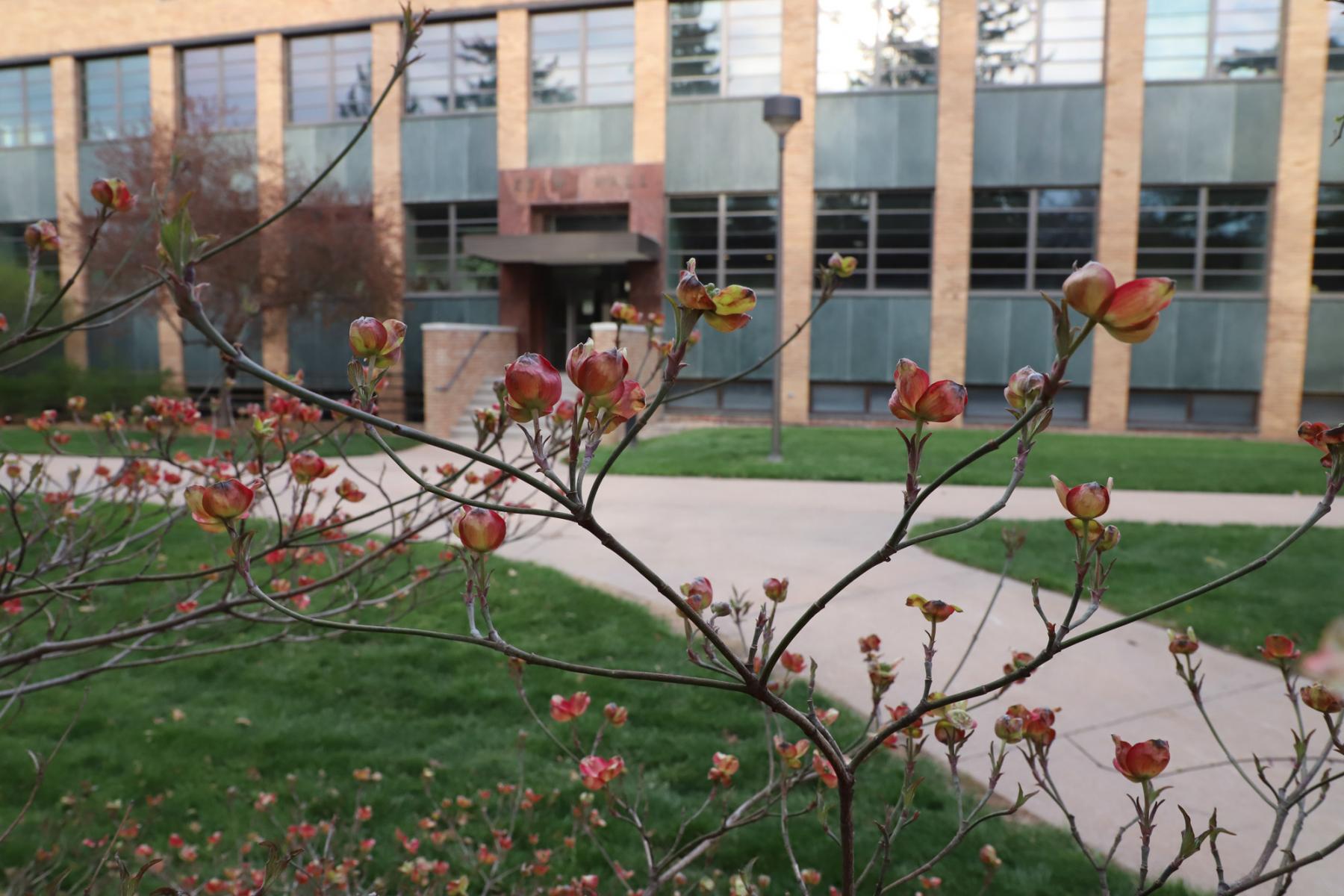 Cornus florida or ‘Cherokee Chief’, a flowering dogwood is blooming by Keim Hall, East Campus.