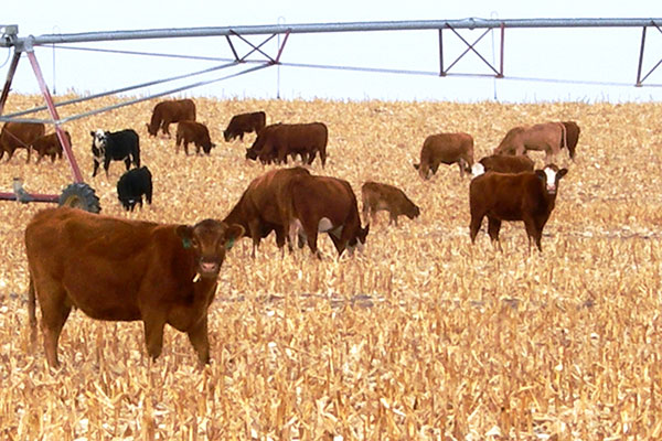 integrated crop-livestock systems