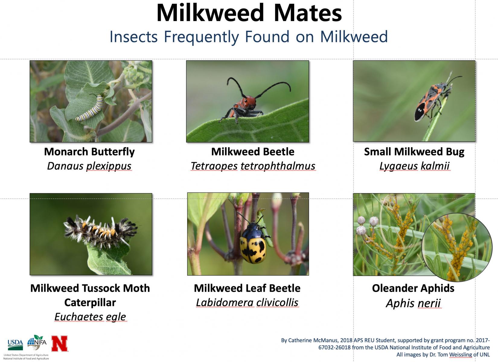 Milkweed Mates– Insects Frequently Found on Milkweed
