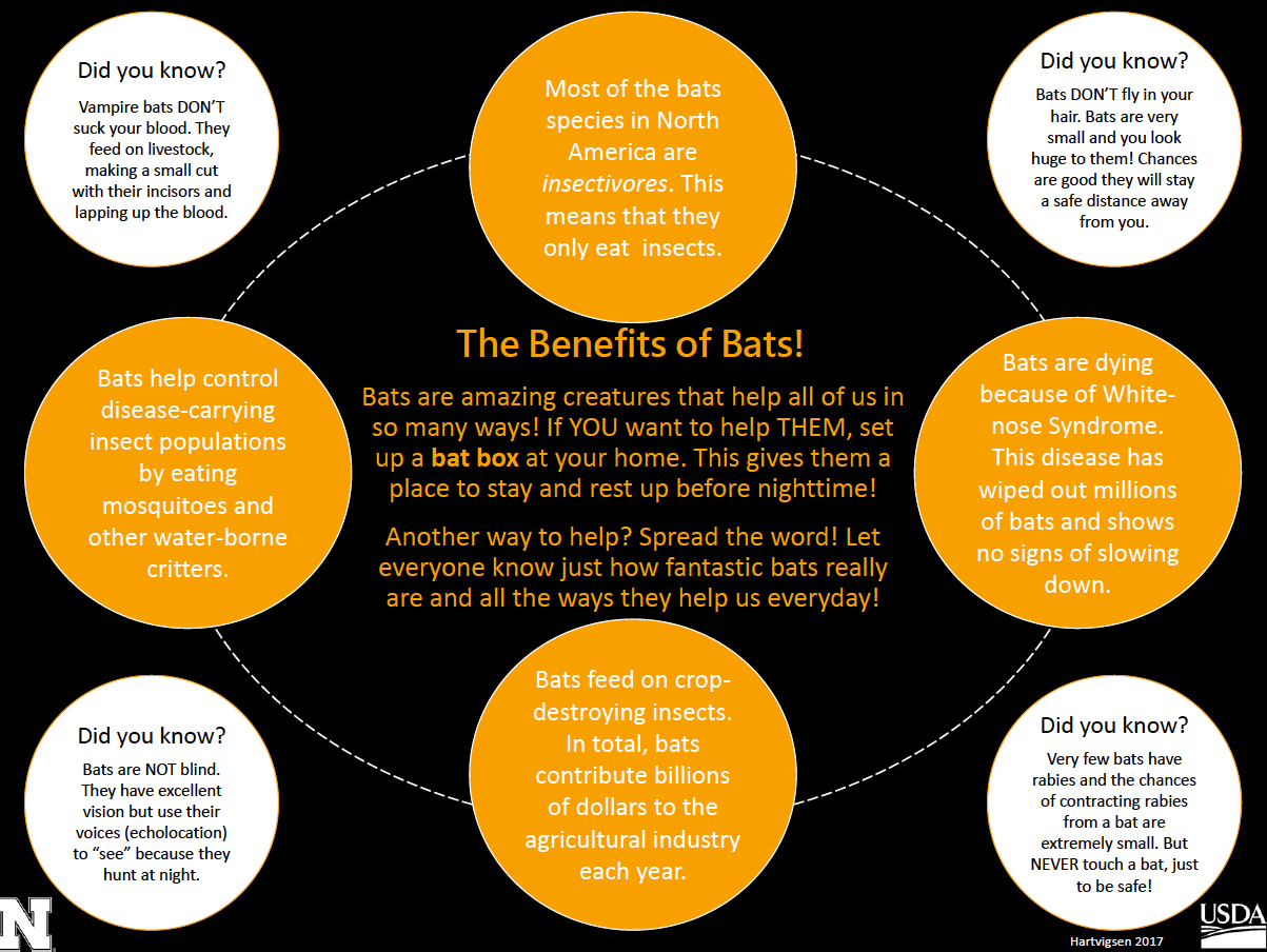 The Benefits of Bats infographic