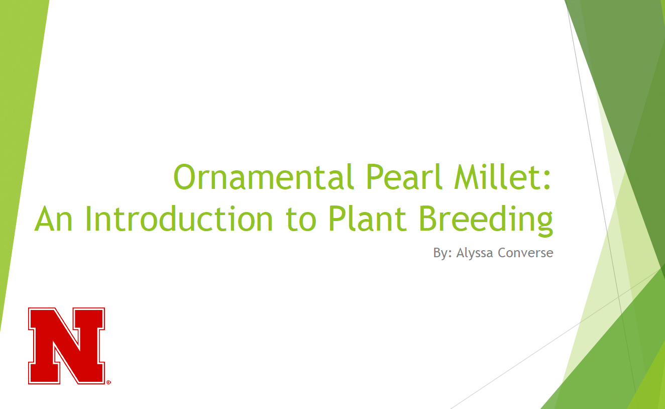 Ornamental Pearl Millet powerpoint show