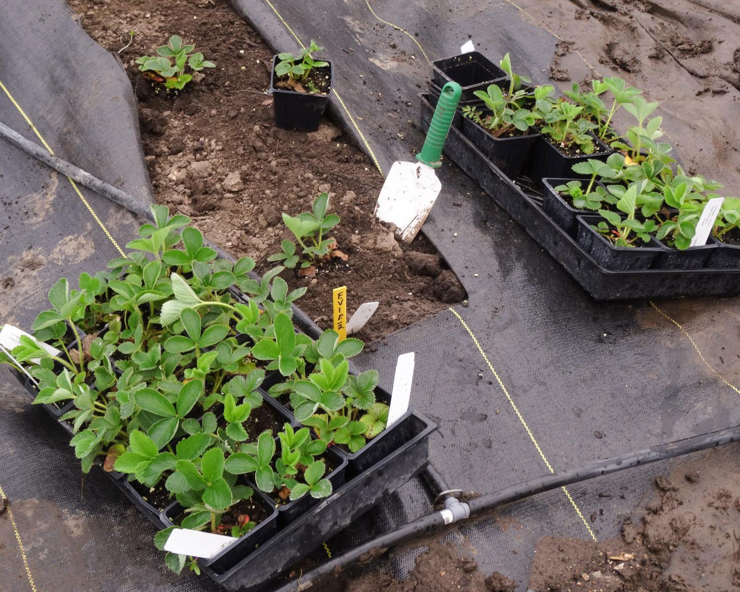 Figure 1. The strawberry plantlets that were propagated from the stolons last fall.