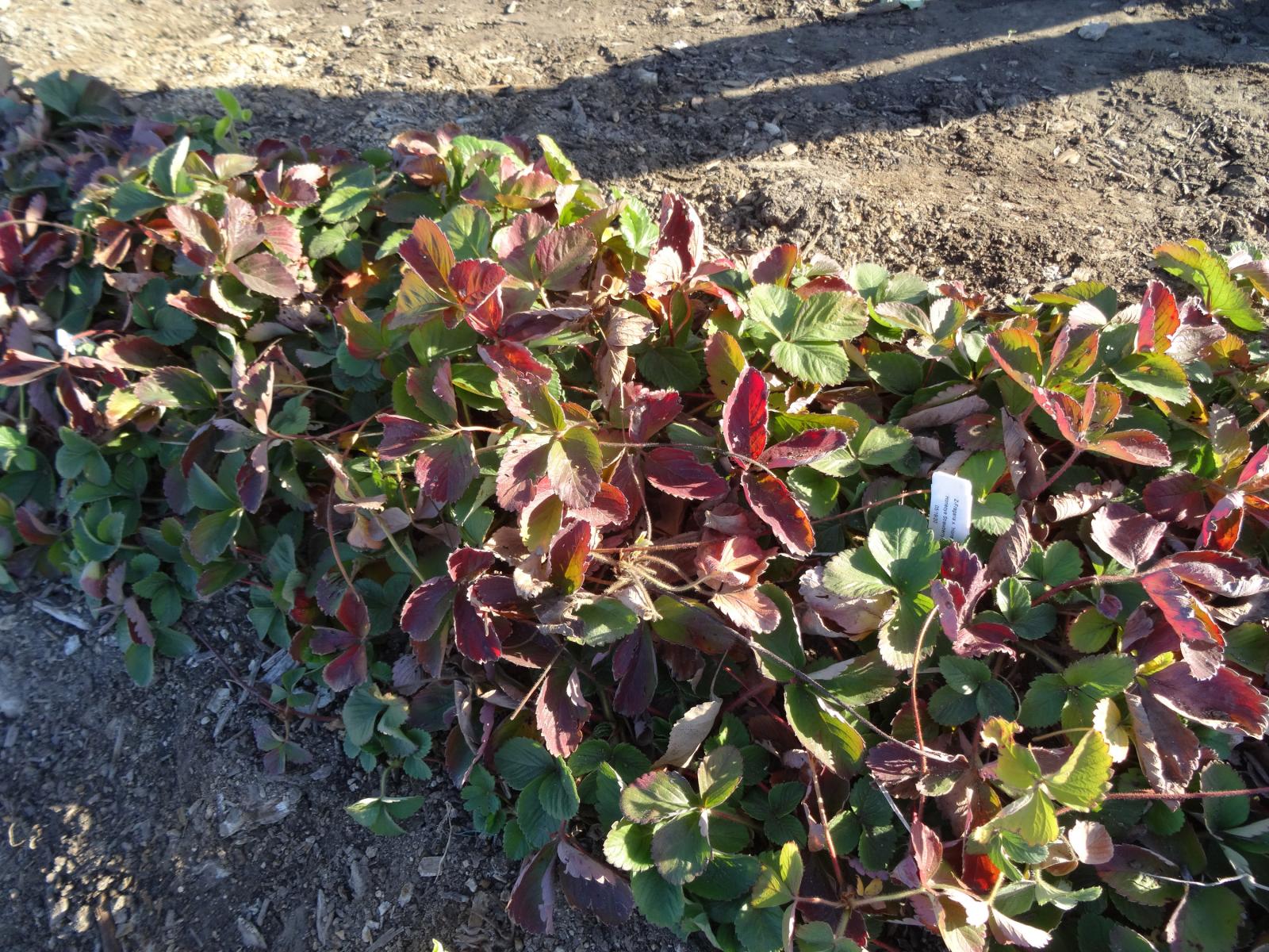 Figure 1. Strawberry plants showing Fall color (November 2020).