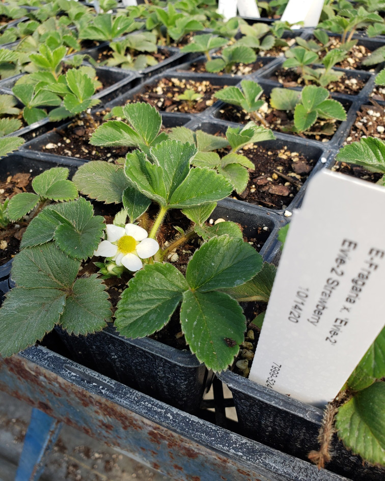 Figure 2.Flower buds on Evie-2 strawberry plants which were propagated October 14, 2020.