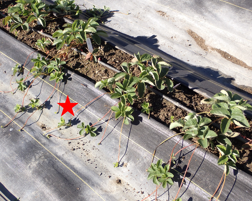 Figure 2. Strawberry plant with stolons and plantlets (red star).