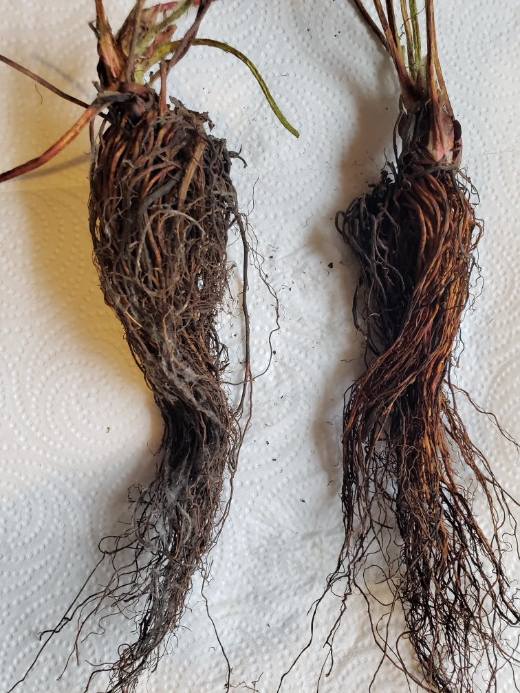 Figure 3. Plant on left has gray mold on the roots. Plant on right has been dipped and rinsed in Agrowlyte. The mold seems to have disappeared.