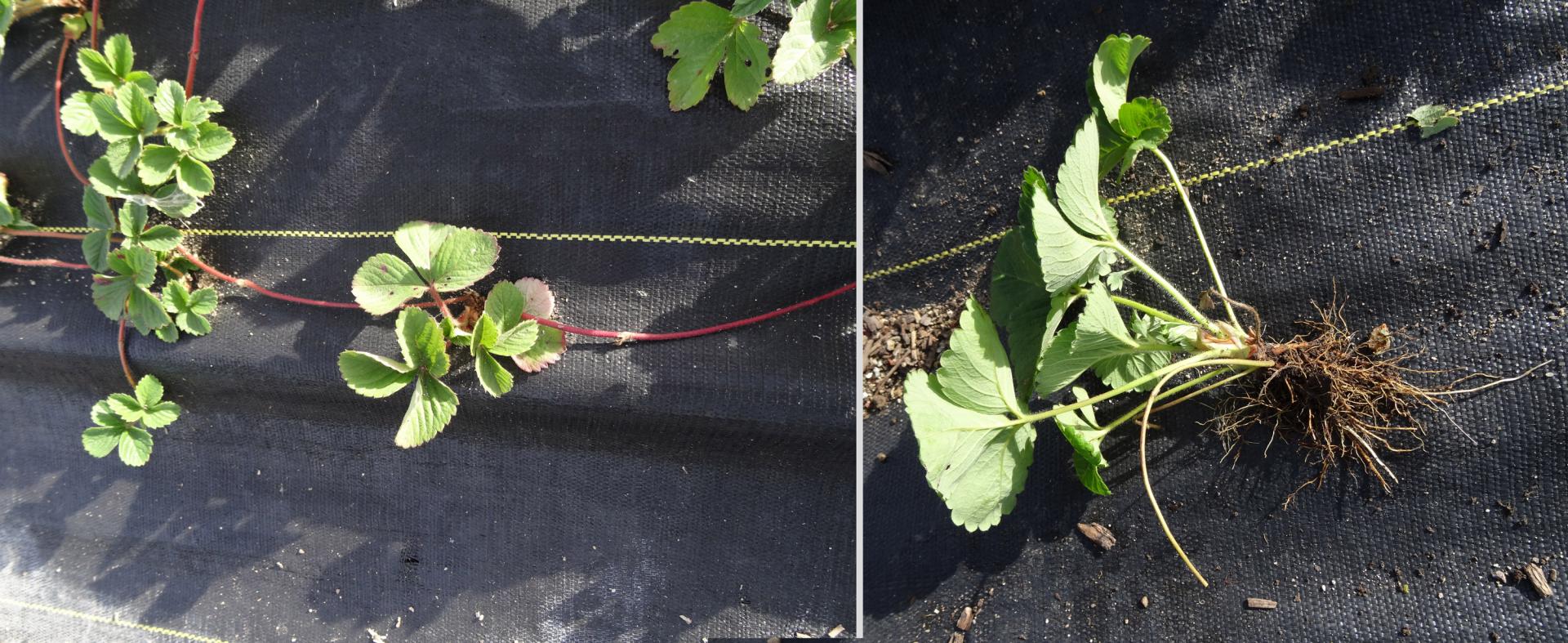 Figure 3. Stolons rooting in the fabric.