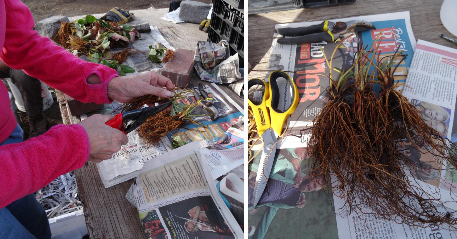 Figure 5. Trimming off the leaves. Roots have been washed completely free of soil.