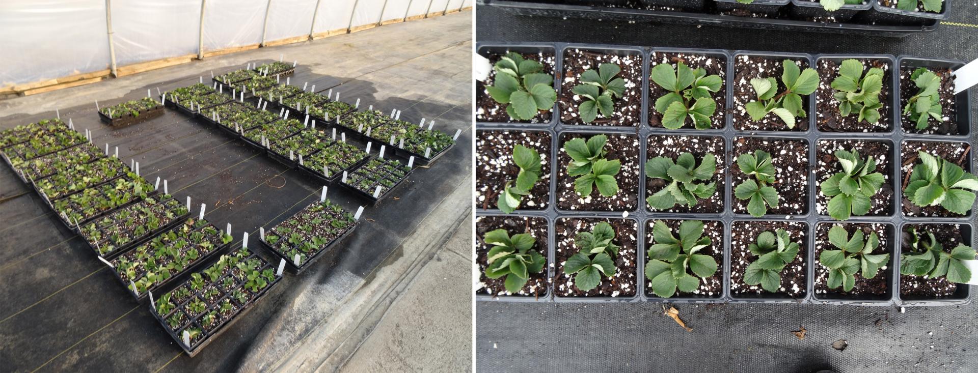 Figure 5. Plantlets in the greenhouse. There were a total of 450 plantlets.