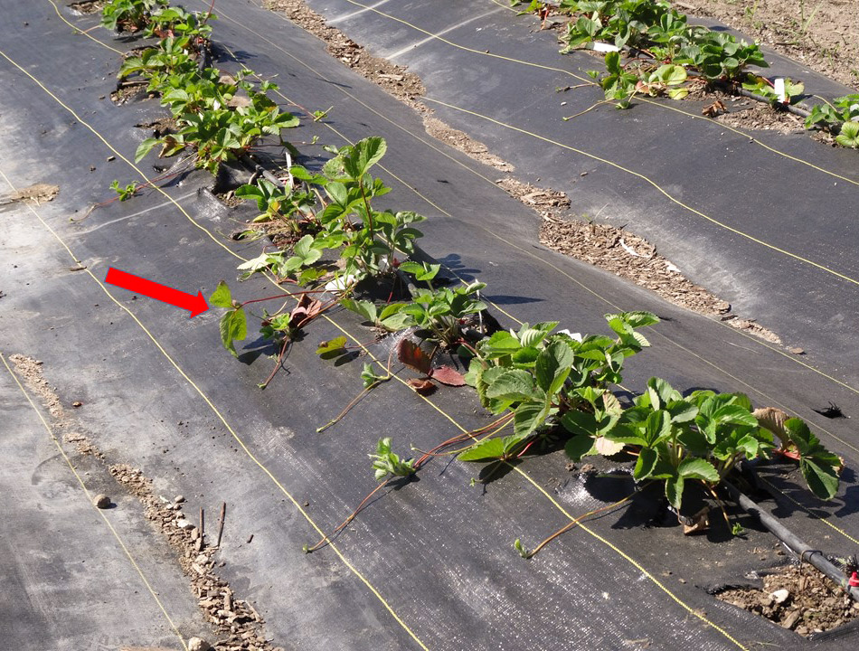 Stolons on ‘Honeoye’ strawberry plants (arrow).