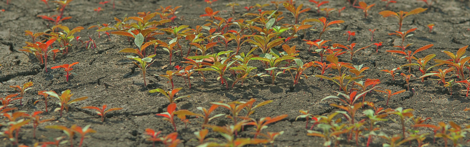 Glyphosate-resistant waterhemp (Amaranthus rudis Sauer), photo by Debalin Sarangi