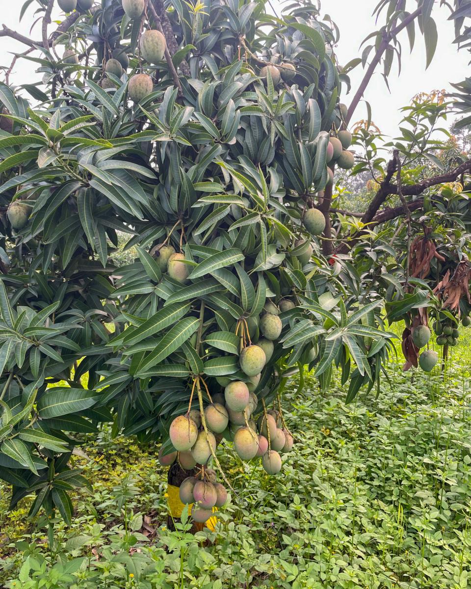 Mango tree plots on the east edge of RICA’s campus, spread across 12 acres of land. Photo Credit: Anna Newcom