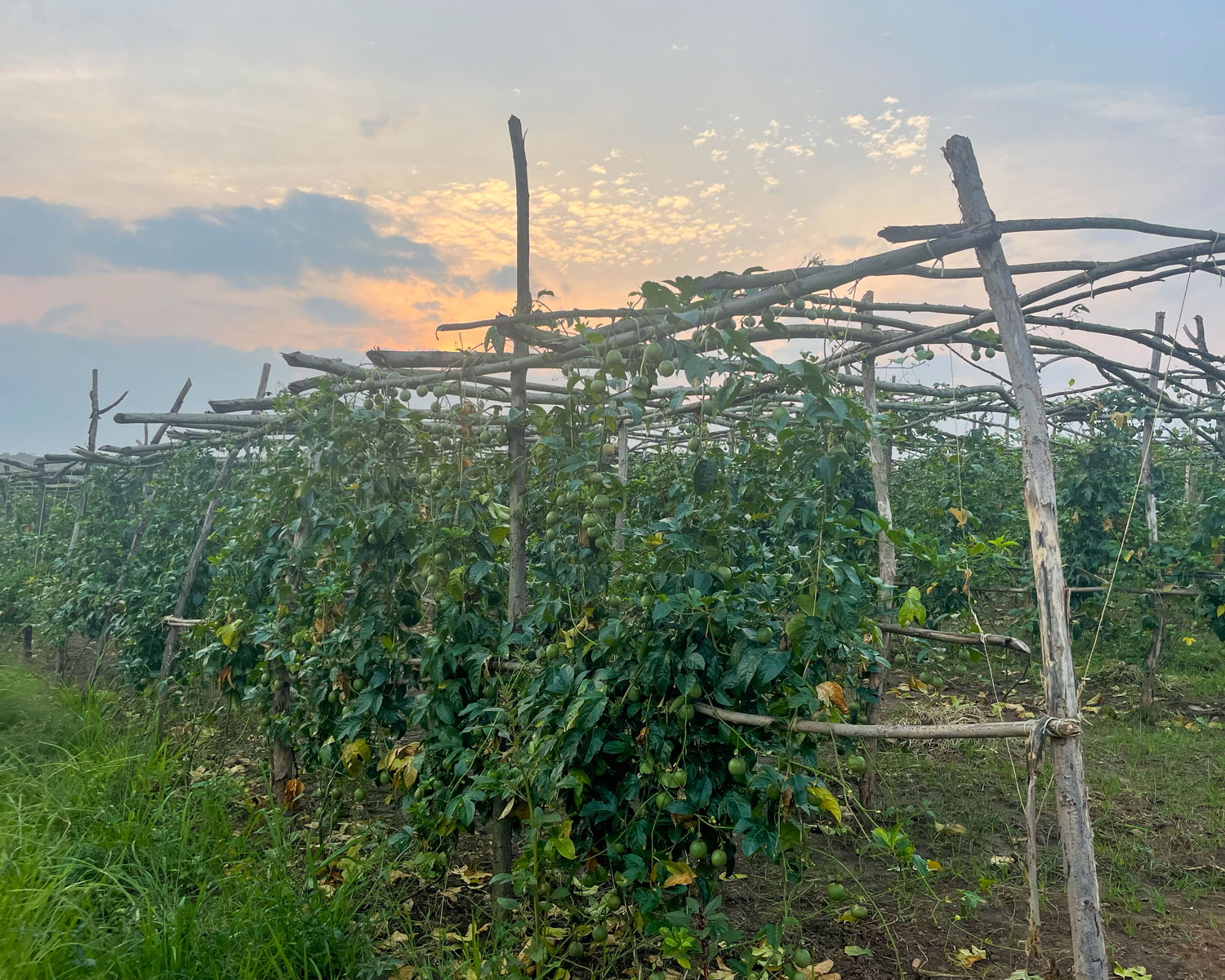 Trellised tomatoes, overlooking RICA’s campus. Used as garnish and as the base ingredient of many local sauces. 
Photo Credit: Anna Newcome

 