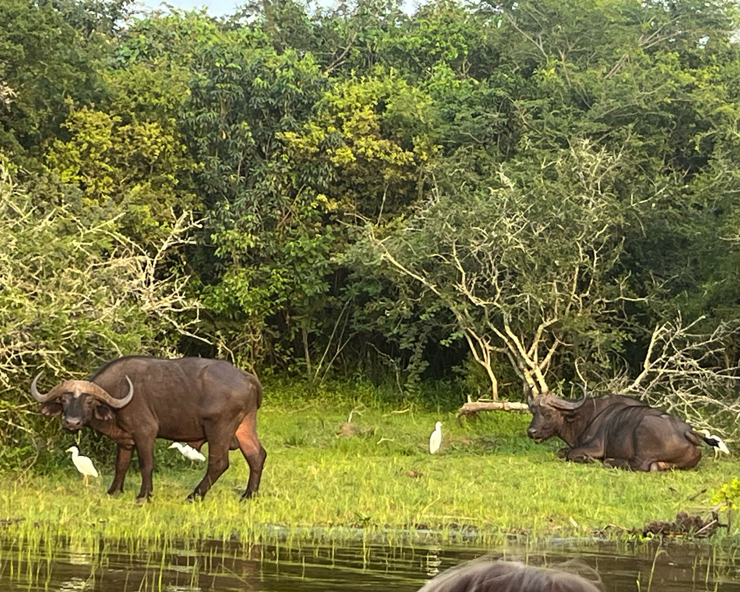 Cape Buffalo on an island. Credit: Adrian Cox

 