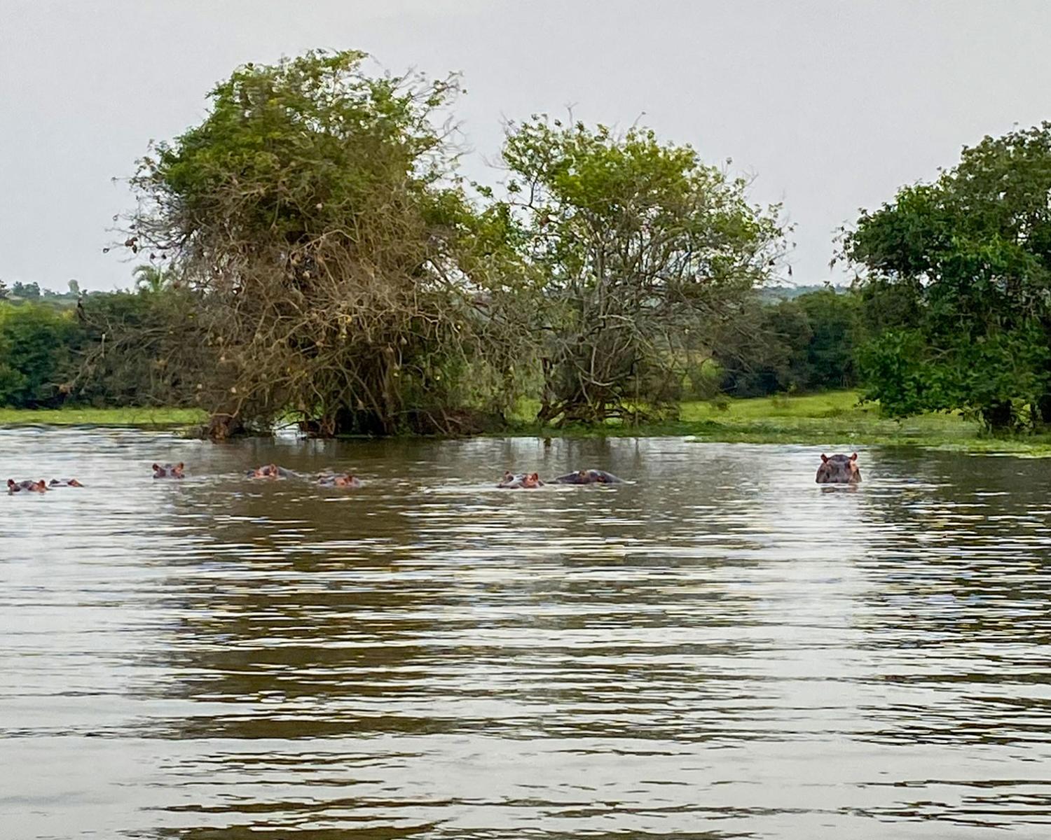 Pod of hippos. Credit: Becky Young 