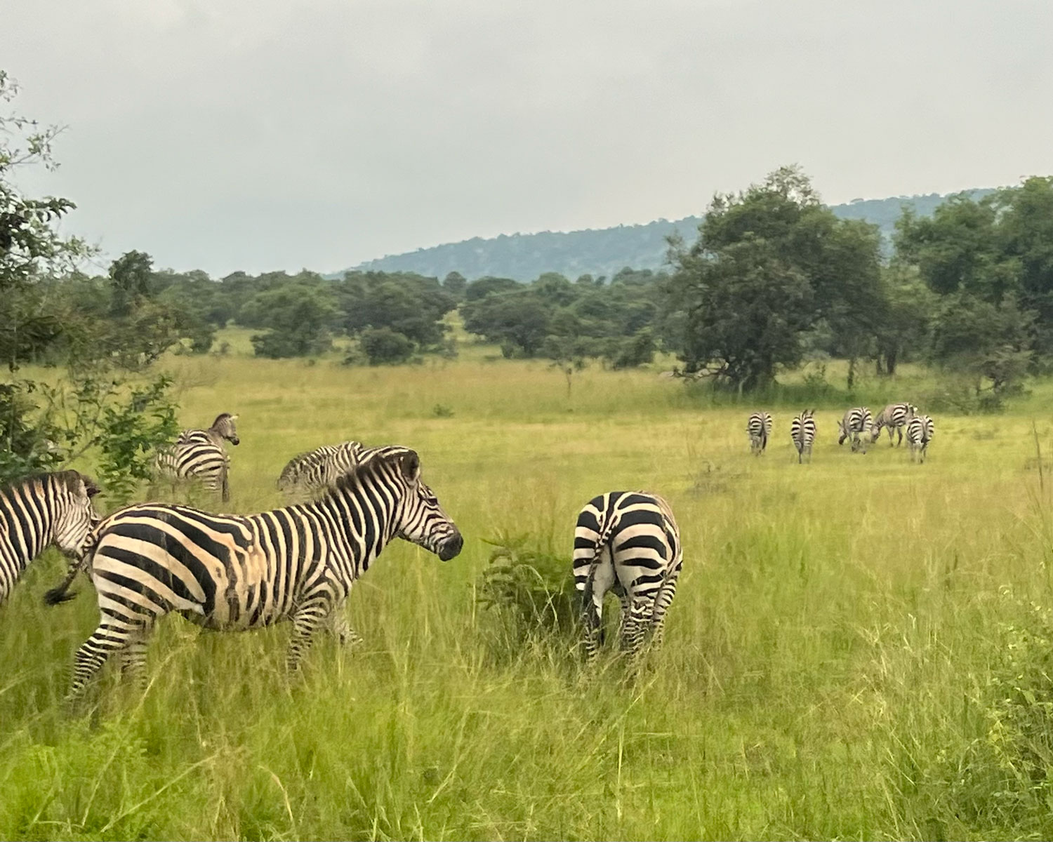 Herd of zebra. Credit: Adrian Cox
 