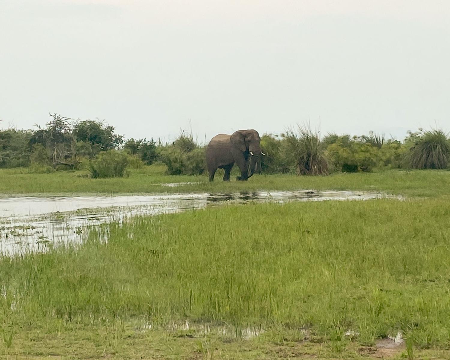 Elephant approaching our game drive trucks. Credit: Becky Young
