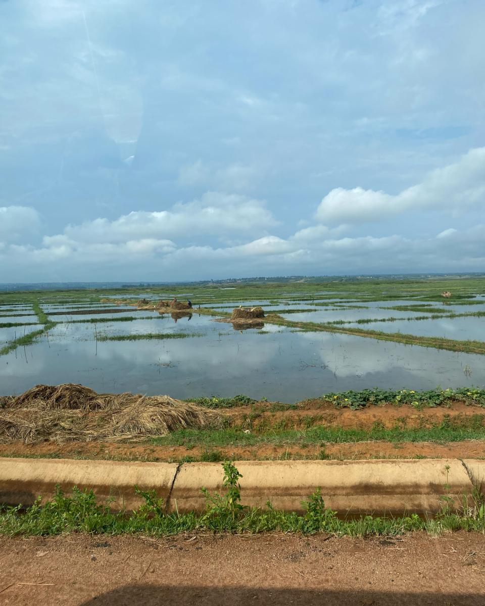 Rice Paddies associated with the Gashora Rice Farmer Co-op. Photo Credit: Brockman
 