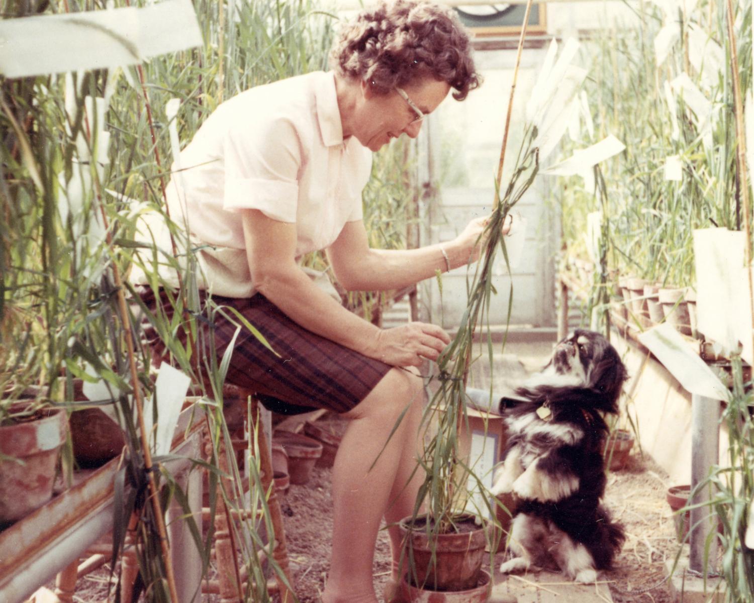Rosalind Morris examines her wheat research in the agronomy greenhouse on East Campus, with her dog, circa 1968.