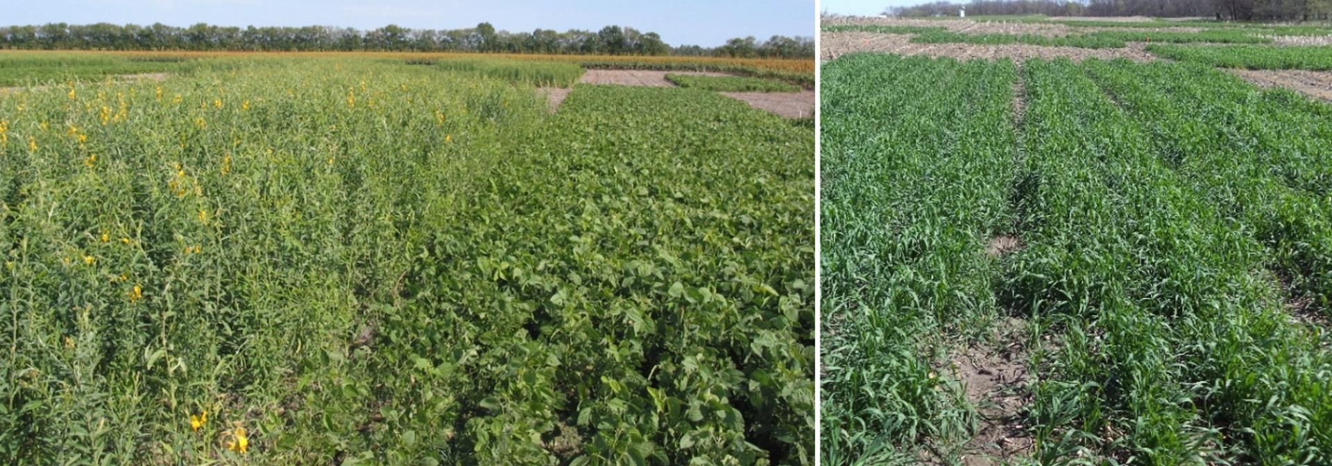 COVER CROPS 