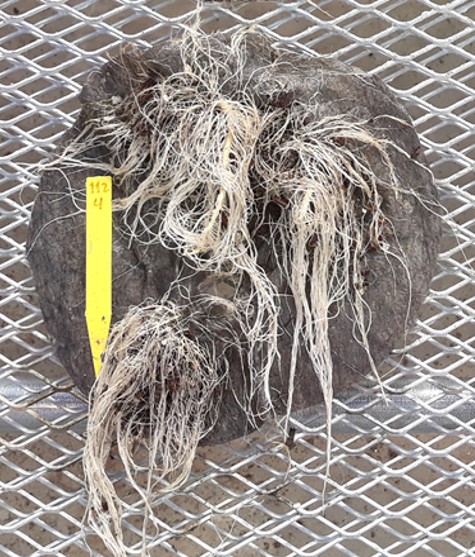 Lettuce roots that have grown through the biobased fabric mulch to facilitate season-long weed suppression.