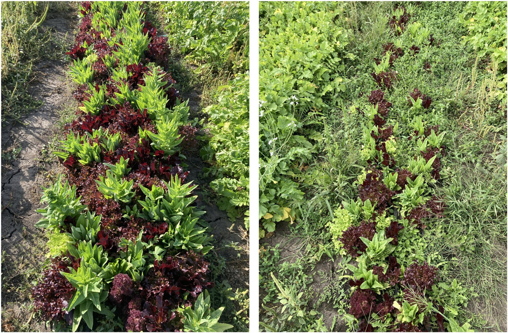 Comparison of spring mix lettuce grown with (left) and without (right) the biobased fabric for weed suppression.