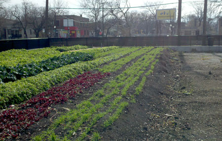 Urban Agriculture - Chicago