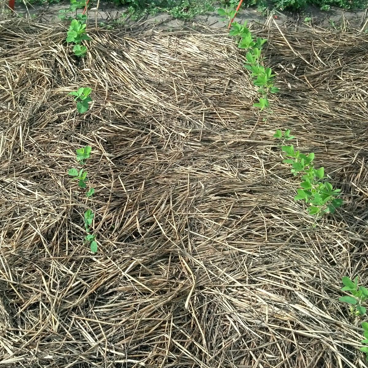 Cover crop residue can reduce or eliminate tillage in the garden and improve soil health.