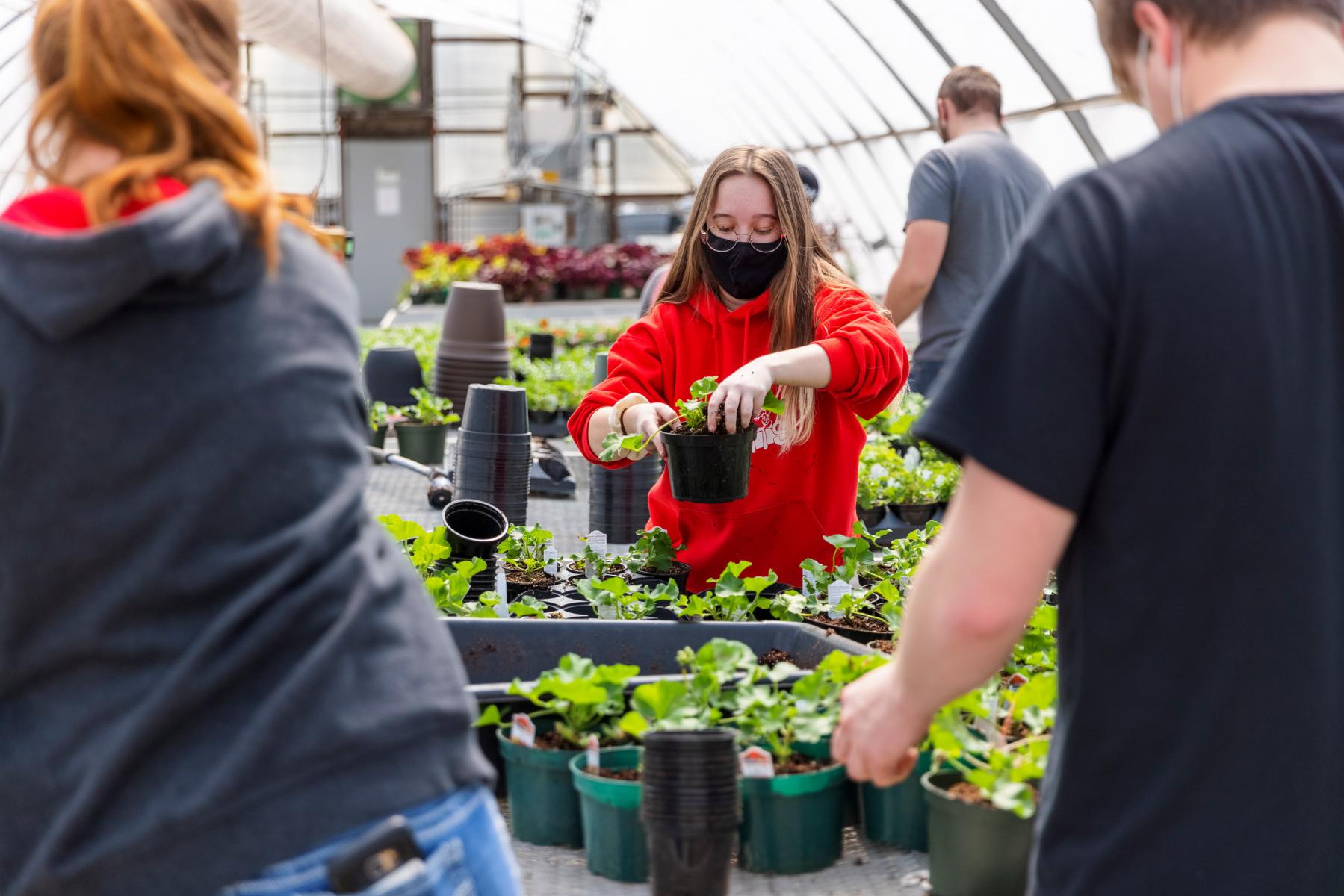 Jamie Dasenbrock repots a geranium during a club work session. 