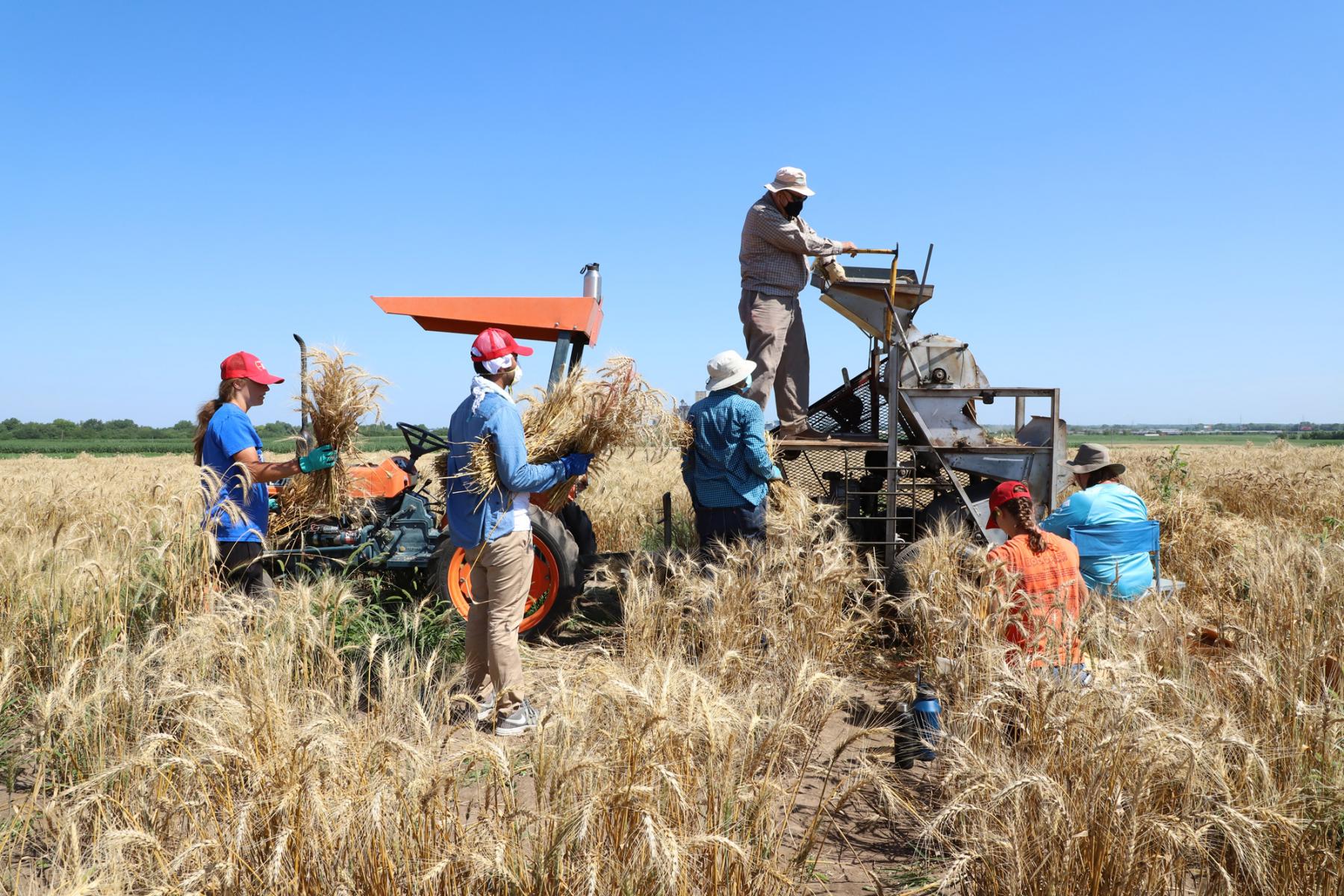 Winter wheat harvest at Havelock Farm 