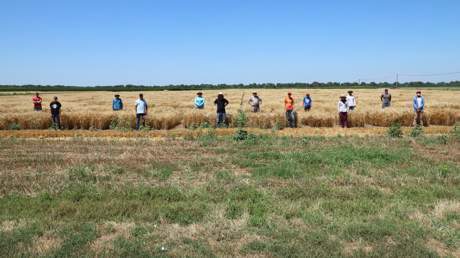 Winter wheat harvest at Havelock Farm 