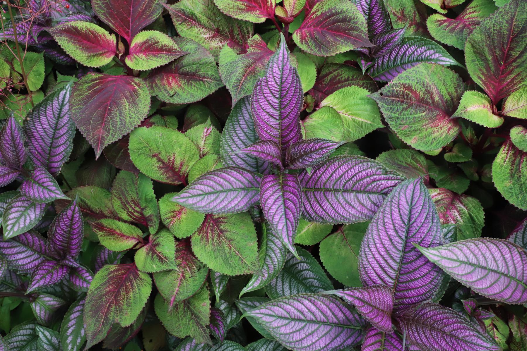 Coleus Cultivars