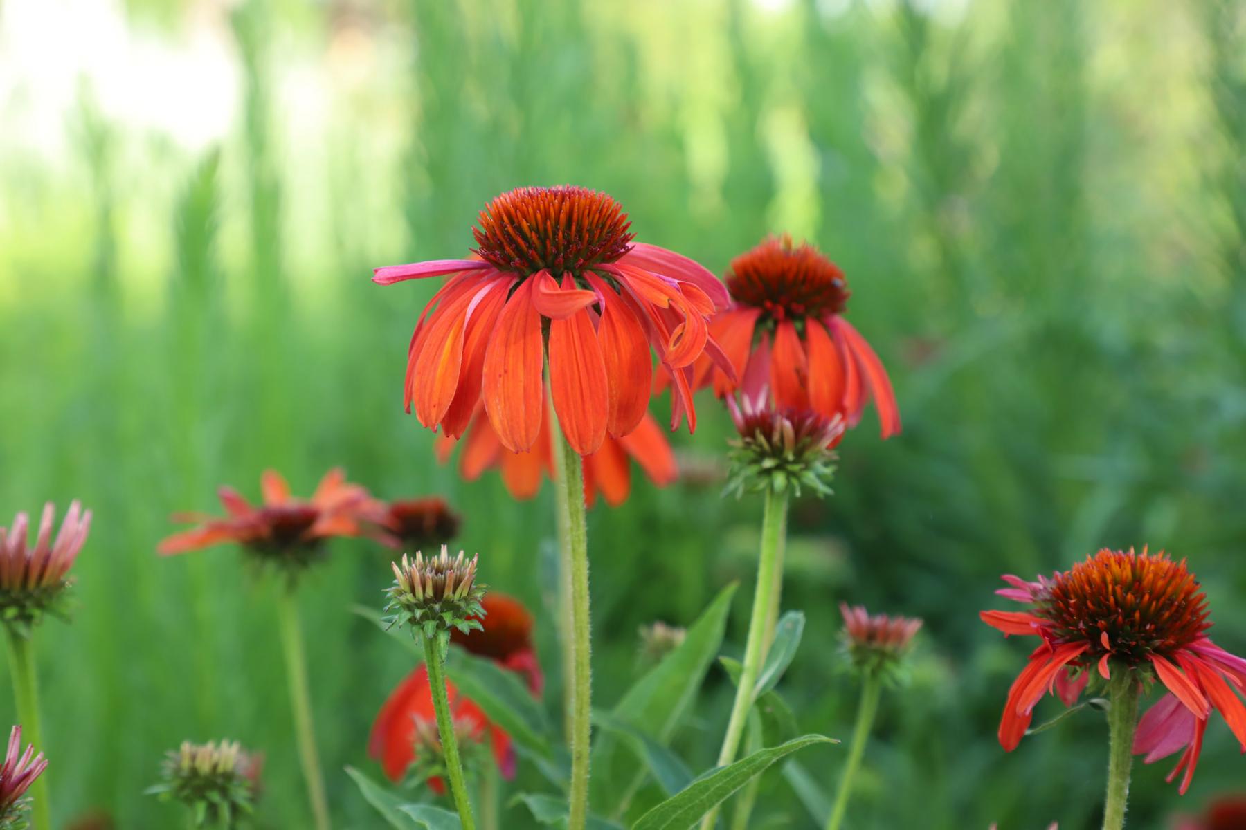 Echinacea purpurea, or coneflower, blooms in the Backyard Farmer garden on East Campus.  