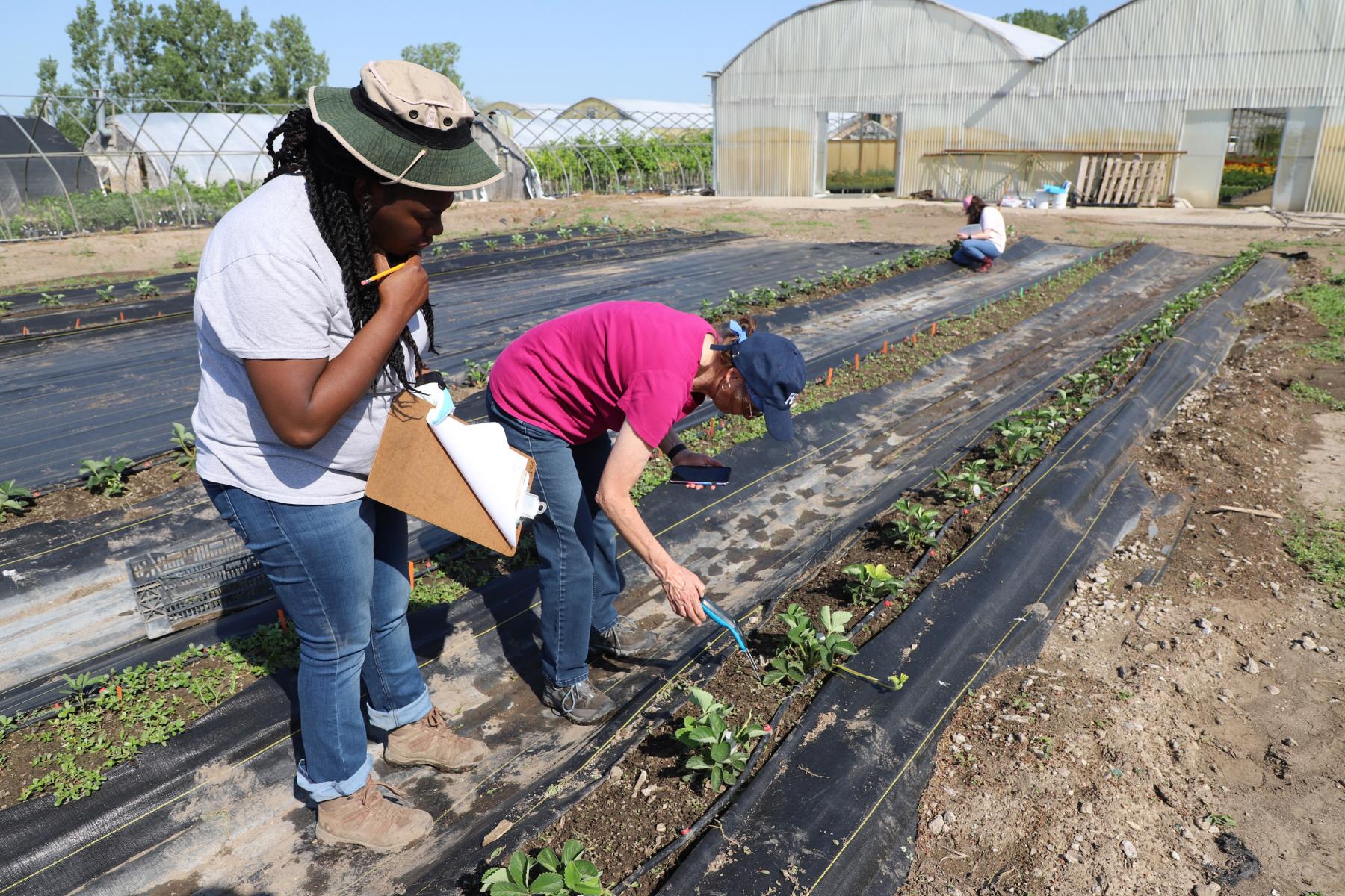 Judy Jean, left, Department of Agronomy and Horticulture graduate student, works with Ellen Paparrozi, professor of agronomy and horticulture