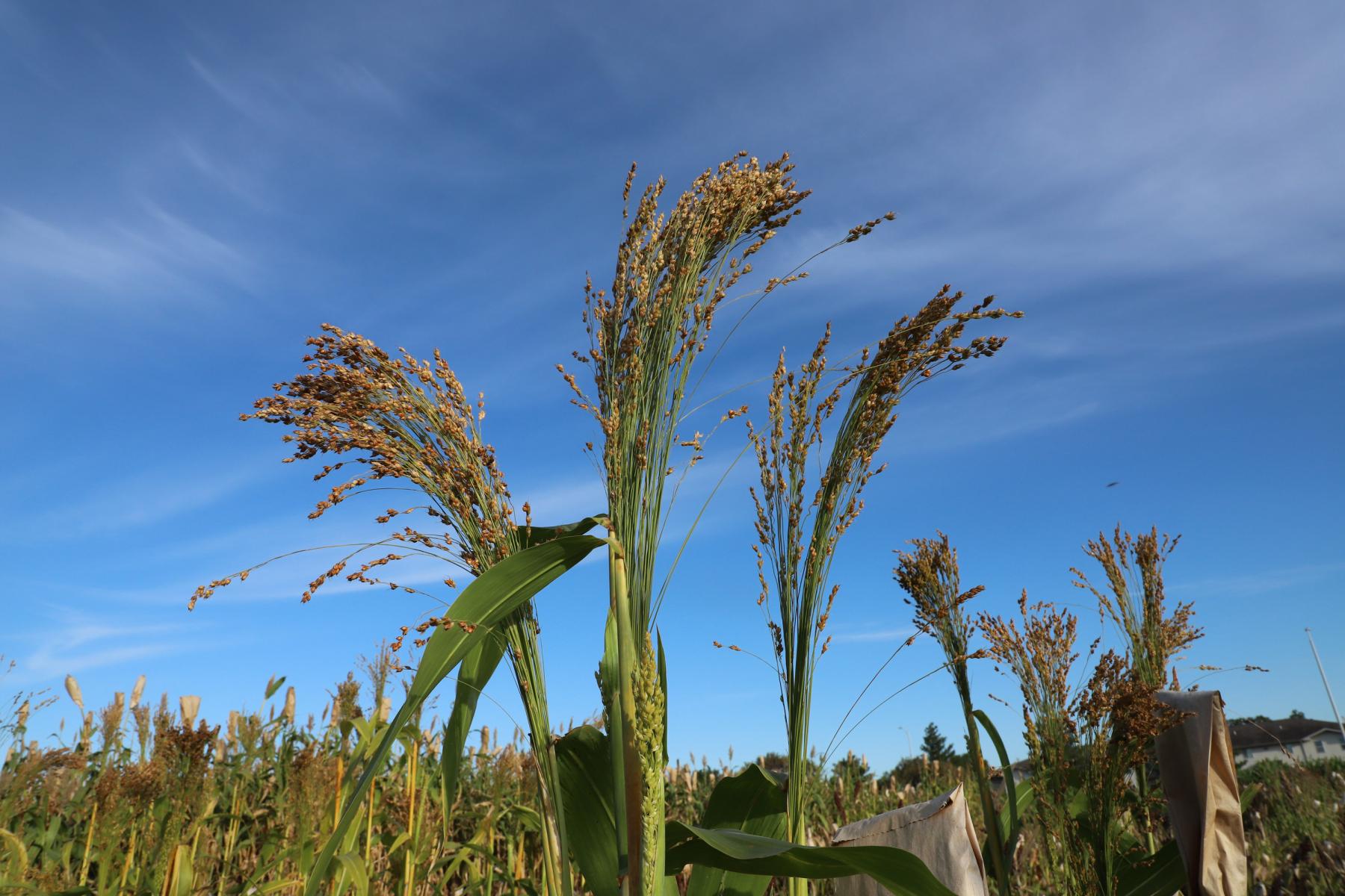 Broom corn, Sorghum vulgare var. technicum, is a variety of sorghum that has traditionally been used for making brooms after the seeds have been stripped. 