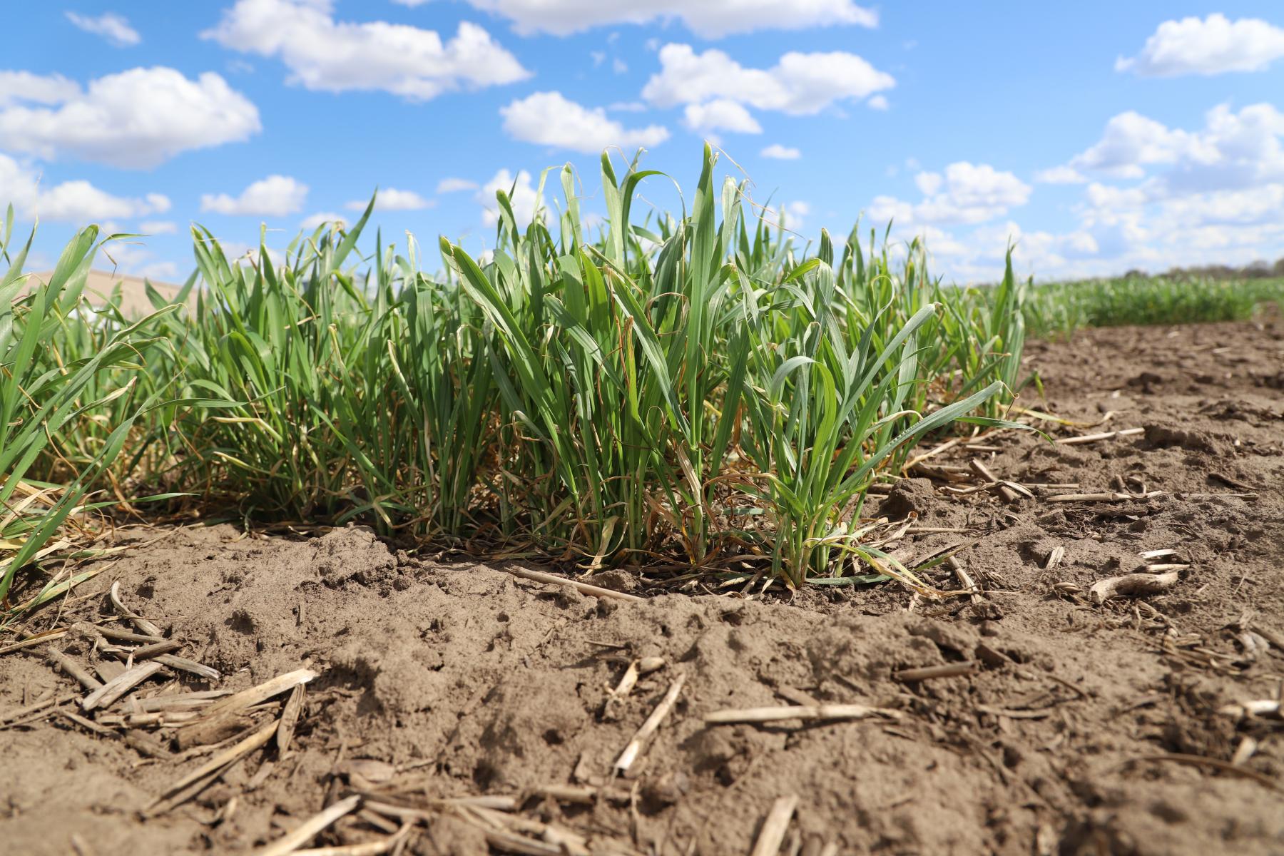 Winter Wheat at Havelock