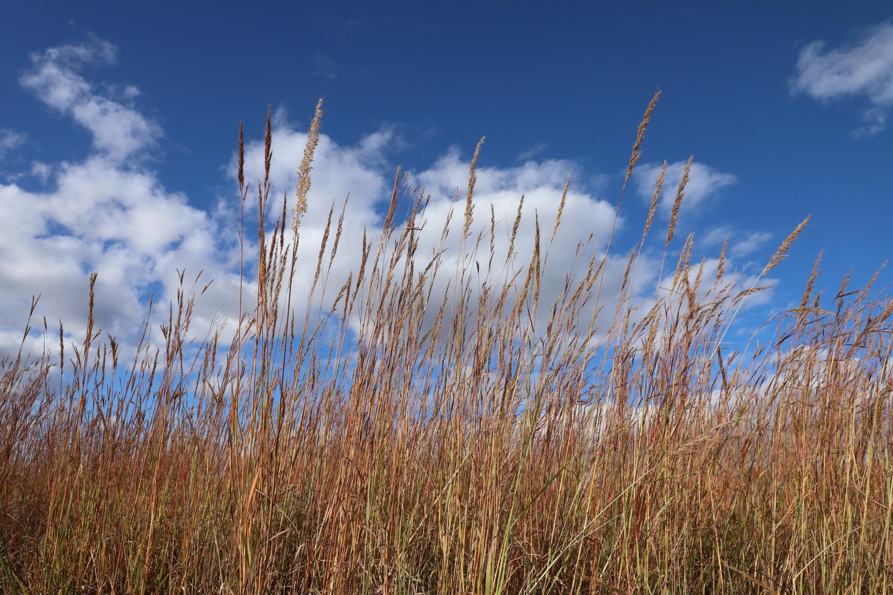 East Campus prairie