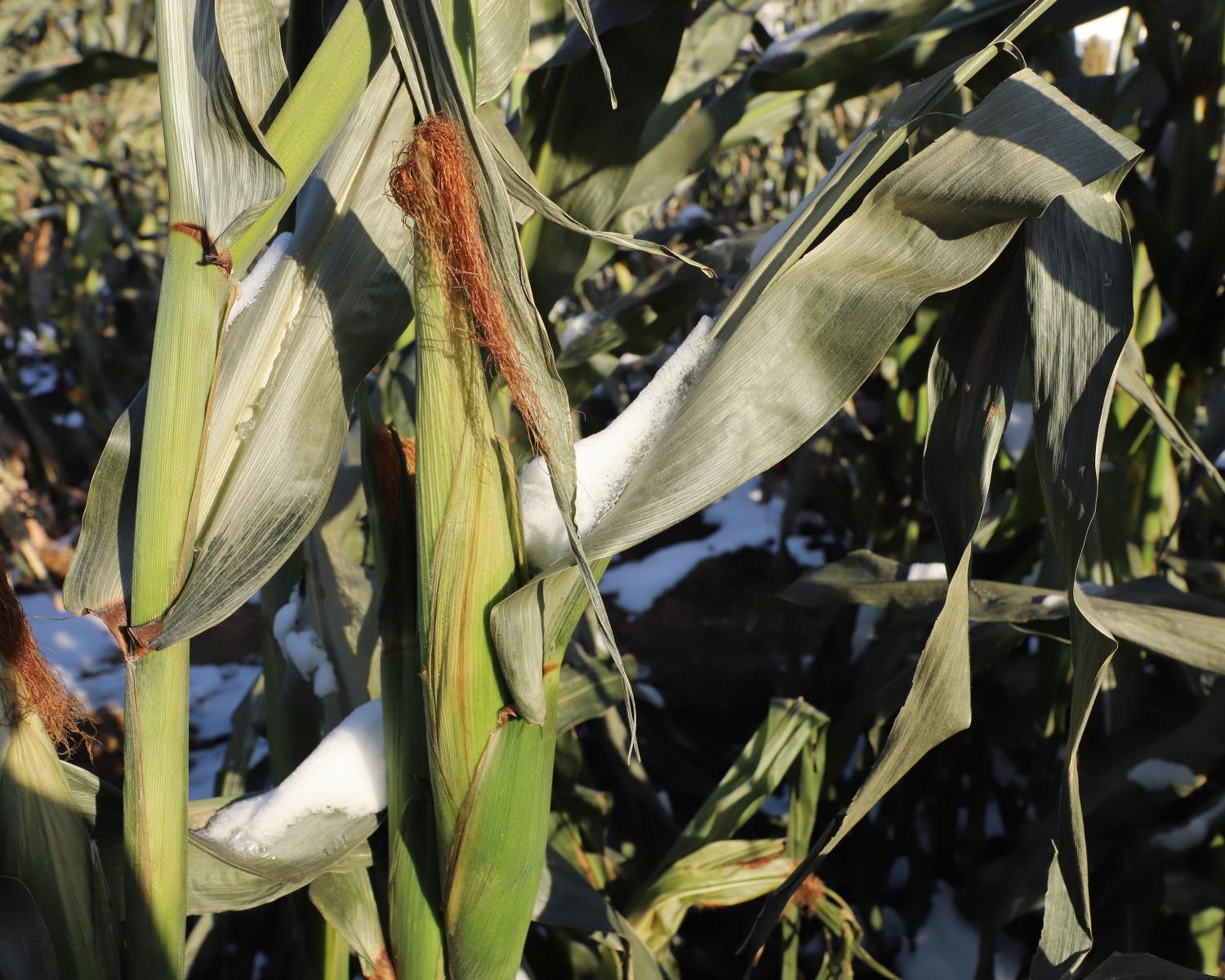 Snow on corn plant in East Campus teaching garden