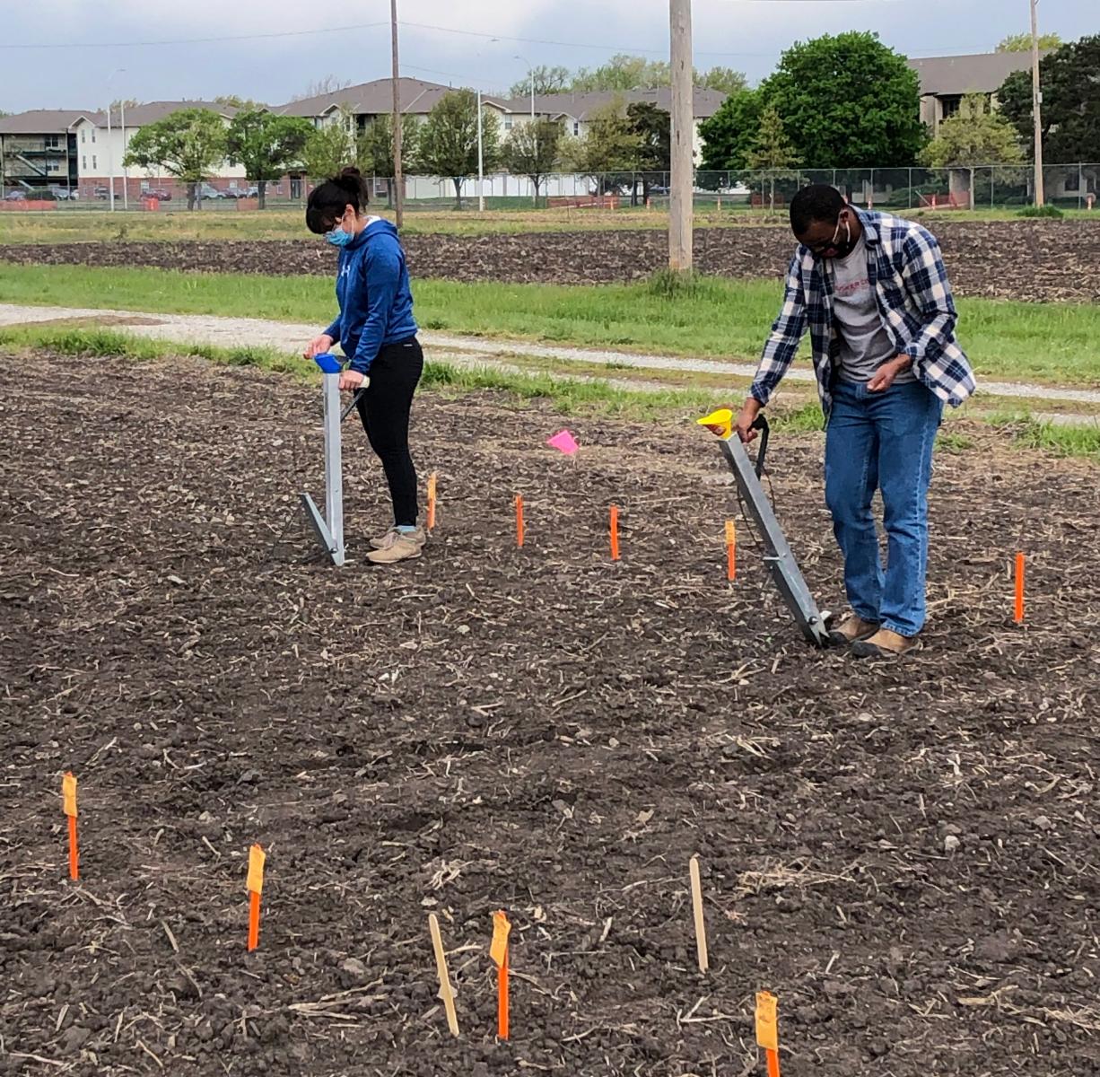 Planting popcorn and sweetcorn