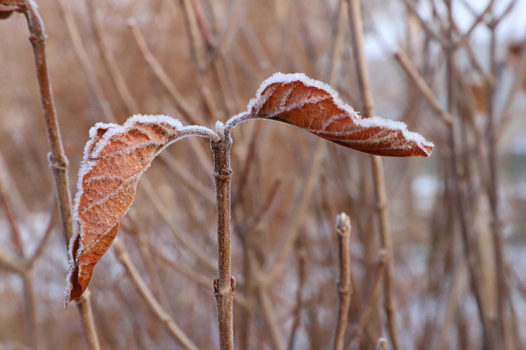 Hoarfrost collects on leaves in the Backyard Farmer Garden