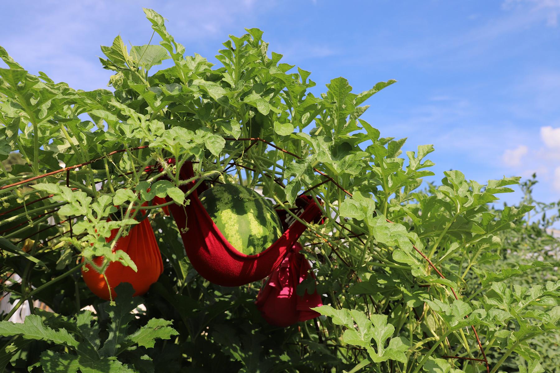 Happy Melons in East Campus Garden