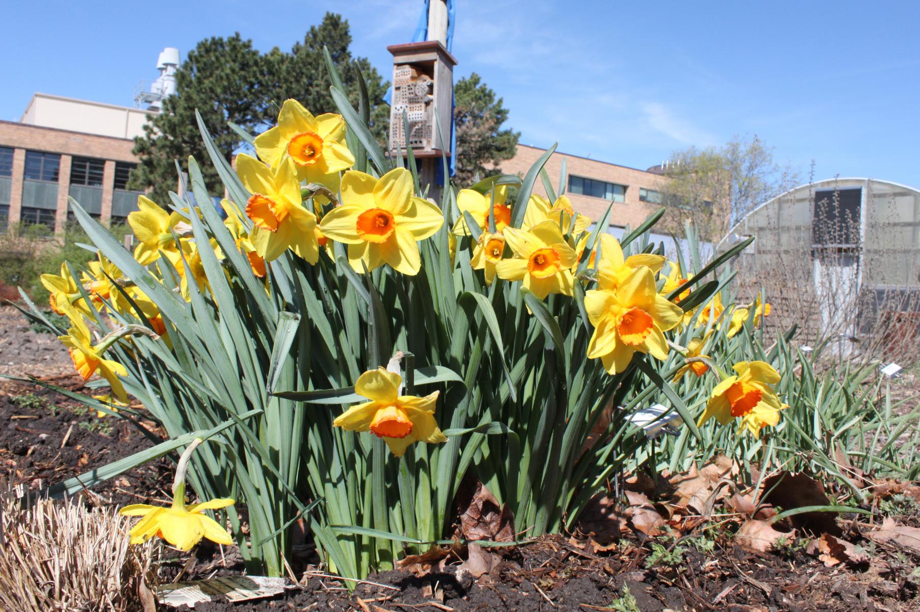 Daffodils, Narcissus spp.